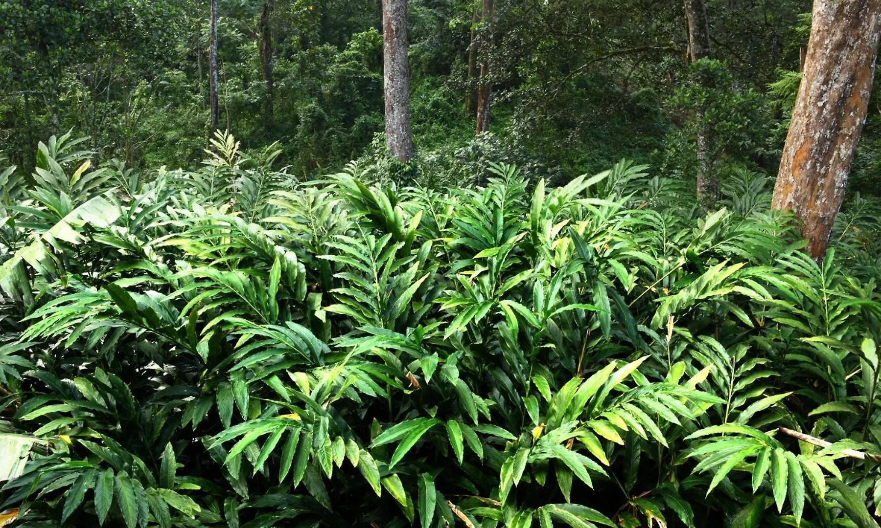 Green Shades Munnar